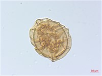 麥稈蹄蓋蕨藏品圖，第3張