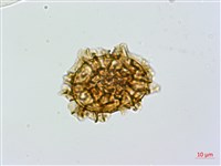 安蕨藏品圖，第1張