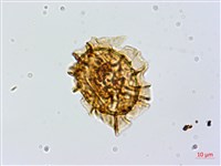 安蕨藏品圖，第2張