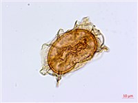 劍葉鐵角蕨、箭葉鐵角蕨藏品圖，第2張