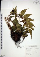 全緣貫眾蕨藏品圖，第1張