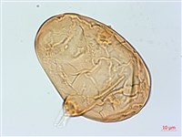 雙扇蕨藏品圖，第2張