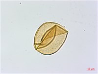 高山鳳丫蕨藏品圖，第2張