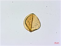 高山鳳丫蕨藏品圖，第3張