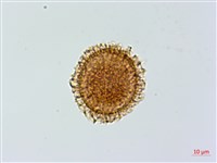 小葉鐵角蕨藏品圖，第3張