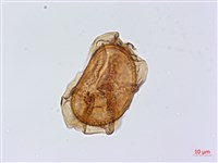 斜葉鐵角蕨藏品圖，第1張