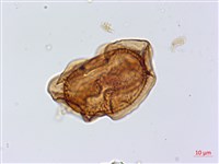 斜葉鐵角蕨藏品圖，第2張