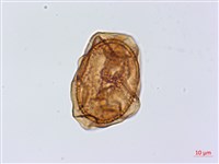 斜葉鐵角蕨藏品圖，第3張