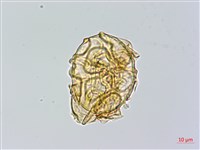 愛德氏肋毛蕨藏品圖，第1張