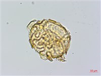 愛德氏肋毛蕨藏品圖，第3張