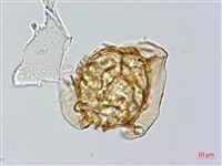 愛德氏肋毛蕨藏品圖，第5張