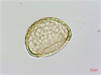 闊葉骨碎補藏品圖，第2張