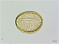 闊葉骨碎補藏品圖，第3張