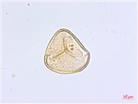 掌葉鐵線蕨藏品圖，第2張