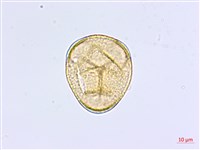 掌葉鐵線蕨藏品圖，第3張