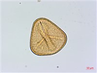 美羽鳳丫蕨藏品圖，第3張