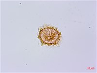 登錄號:P013556藏品圖，第1張