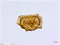 山蘇花藏品圖，第2張