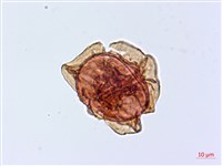 假腸蕨藏品圖，第3張