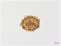 金毛蕨藏品圖，第2張