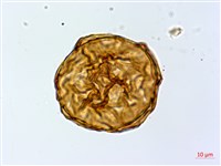 細葉蹄蓋蕨藏品圖，第2張