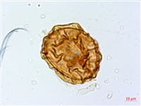 細葉蹄蓋蕨藏品圖，第3張