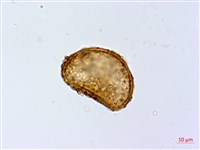 細葉蹄蓋蕨藏品圖，第2張