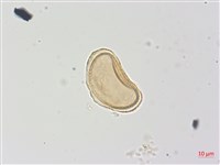 登錄號:P013924藏品圖，第2張