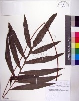 大線蕨藏品圖，第1張