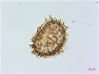 登錄號:P013945藏品圖，第1張