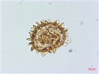 登錄號:P013945藏品圖，第2張