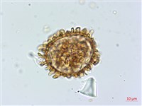 登錄號:P013945藏品圖，第3張