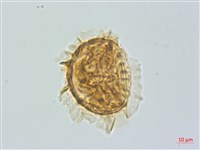 登錄號:P013948藏品圖，第1張