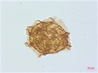 登錄號:P013948藏品圖，第3張