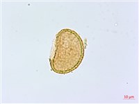 登錄號:P014019藏品圖，第1張
