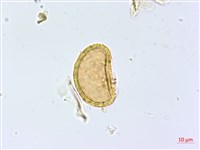 登錄號:P014019藏品圖，第2張