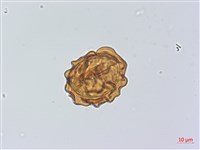 登錄號:P014099藏品圖，第1張