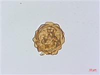 登錄號:P014099藏品圖，第2張