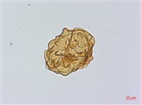 登錄號:P014099藏品圖，第3張