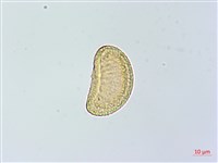 登錄號:P014152藏品圖，第3張