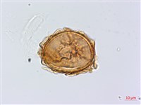 北京鐵角蕨藏品圖，第2張