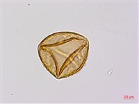 蘇鐵蕨藏品圖，第2張