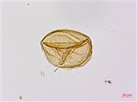 蘇鐵蕨藏品圖，第3張