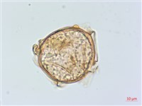 大葉雙蓋蕨、大羽雙蓋蕨藏品圖，第3張