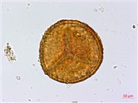 陜西粉背蕨藏品圖，第1張