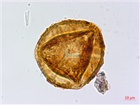 陜西粉背蕨藏品圖，第2張