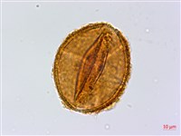 陜西粉背蕨藏品圖，第3張