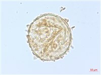 單葉雙蓋蕨藏品圖，第1張