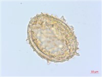 單葉雙蓋蕨藏品圖，第2張