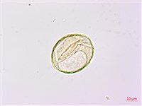 華東陰地蕨藏品圖，第1張